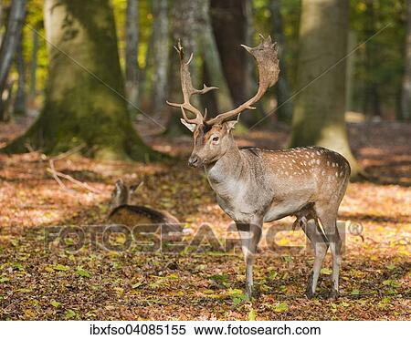 Fallow Deer (Dama dama) standing in a forest, captive, Lower Saxony, Germany, Europe View Large Photo Image Stock Photography - Fallow Deer (Dama dama) standing in a forest, captive, Lower Saxony, Germany, Europe. Fotosearch