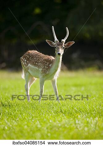 Fallow Deer (Dama dama), young buck with spike, with velvet antlers, standing on a meadow, captive, Bavaria, Germany, Europe View Large Photo Image Picture - Fallow Deer (Dama dama), young buck with spike, with velvet antlers, standing on a meadow, captive, Bavaria, Germany, Europe. Fotosearch