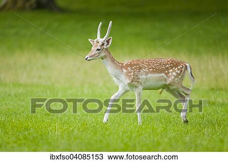 Fallow Deer (Dama dama), young buck with spike, velvet antlers, running on a meadow, captive, Bavaria, Germany, Europe View Large Photo Image Stock Image - Fallow Deer (Dama dama), young buck with spike, velvet antlers, running on a meadow, captive, Bavaria, Germany, Europe. Fotosearch