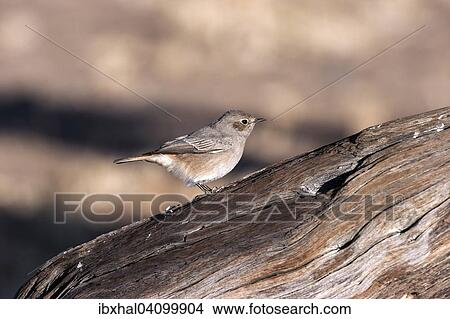 Picture - Familiar chat (Cercomela familiaris), Sossusvlei, Namib Desert, Namib-Naukluft National Park, Namibia, Africa. Fotosearch