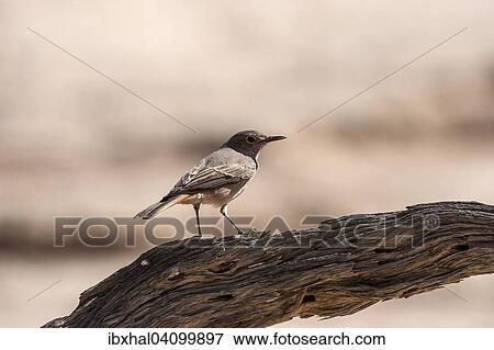 Familiar chat (Cercomela familiaris), Sossusvlei, Namib Desert, Namib-Naukluft National Park, Namibia, Africa View Large Photo Image Stock Photo - Familiar chat (Cercomela familiaris), Sossusvlei, Namib Desert, Namib-Naukluft National Park, Namibia, Africa. Fotosearch