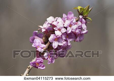 February daphne (Daphne mezereum), Bavaria, Germany, Europe View Large Photo Image Stock Image - February daphne (Daphne mezereum), Bavaria, Germany, Europe. Fotosearch
