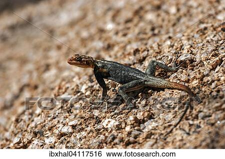 Felsenagame (Agama planiceps), Spitzkoppe, Damaraland, Namibia, Africa View Large Photo Image Stock Photograph - Felsenagame (Agama planiceps), Spitzkoppe, Damaraland, Namibia, Africa. Fotosearch