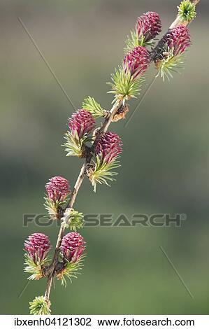 Female flowers of the Larch (Larix decidua), Emsland, Lower Saxony, Germany, Europe View Large Photo Image Stock Image - Female flowers of the Larch (Larix decidua), Emsland, Lower Saxony, Germany, Europe. Fotosearch