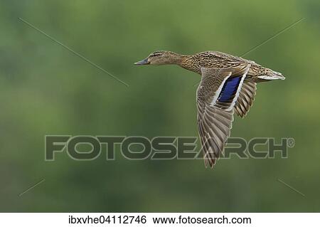 Stock Photograph - Female mallard (Anas platyrhynchos) in flight, Rhine-Main region, Hesse, Germany, Europe. Fotosearch
