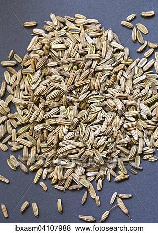 Fennel seeds (Foeniculum vulgare), whole View Large Photo Image Stock Photo - Fennel seeds (Foeniculum vulgare), whole. Fotosearch