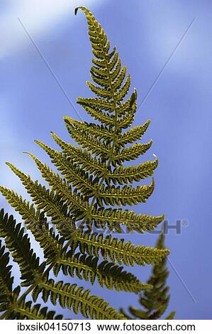 Fern frond, Germany, Europe View Large Photo Image Stock Image - Fern frond, Germany, Europe. Fotosearch