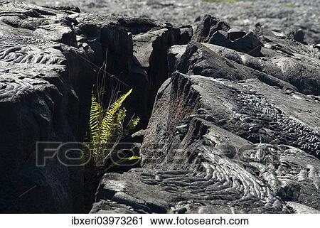 Ferns in lava crack, Big Island, Hawaii, USA View Large Photo Image Stock Image - Ferns in lava crack, Big Island, Hawaii, USA. Fotosearch