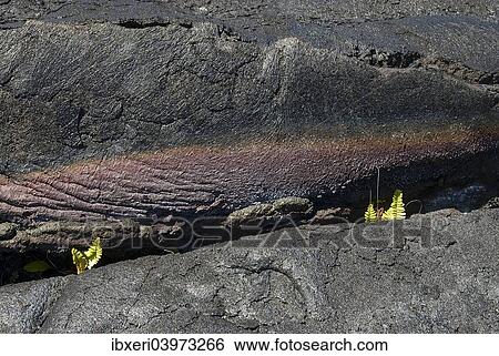 Ferns in lava crack, Big Island, Hawaii, USA View Large Photo Image Stock Photograph - Ferns in lava crack, Big Island, Hawaii, USA. Fotosearch