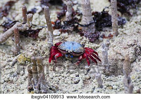 Fiddler Crab (Uca tetragonon) without fully grown claws, Curieuse Island, Seychelles, Africa View Large Photo Image Stock Image - Fiddler Crab (Uca tetragonon) without fully grown claws, Curieuse Island, Seychelles, Africa. Fotosearch