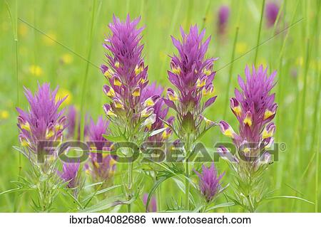 Field Cow-wheat (Melampyrum arvense), Baden-Wurttemberg, Germany, Europe View Large Photo Image Stock Photograph - Field Cow-wheat (Melampyrum arvense), Baden-Wurttemberg, Germany, Europe. Fotosearch