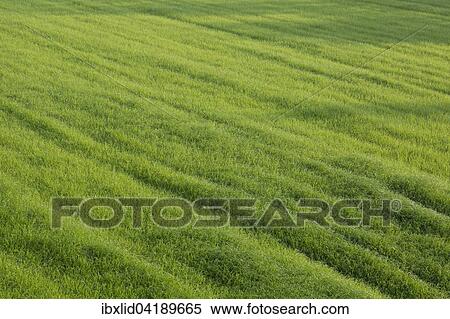 Stock Photography - Field, grass, near Cremona, Lombardy, Italy, Europe. Fotosearch