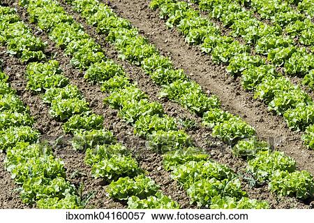 Field of lettuce grown in the open air, Eberdingen, Baden-Wurttemberg, Germany, Europe View Large Photo Image Stock Photo - Field of lettuce grown in the open air, Eberdingen, Baden-Wurttemberg, Germany, Europe. Fotosearch