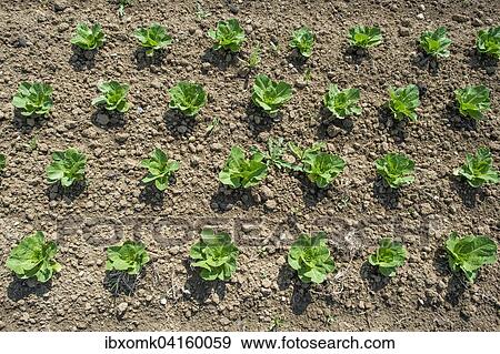 Field of lettuce grown in the open air, Eberdingen, Baden-Wurttemberg, Germany, Europe View Large Photo Image Stock Photo - Field of lettuce grown in the open air, Eberdingen, Baden-Wurttemberg, Germany, Europe. Fotosearch