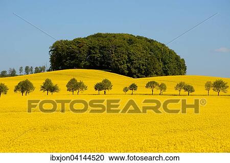 Field of rape (Brassica napus) with avenue and forest, Charlottenlund, Scania, Sweden, Europe View Large Photo Image Stock Image - Field of rape (Brassica napus) with avenue and forest, Charlottenlund, Scania, Sweden, Europe. Fotosearch