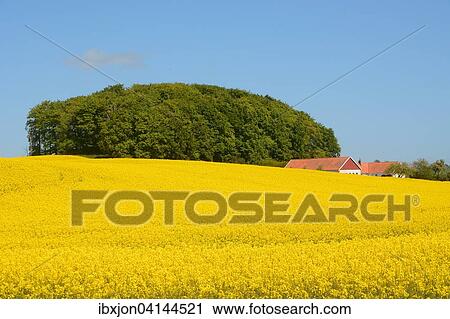 Field of rape (Brassica napus) with farm and forest, Charlottenlund, Scania, Sweden, Europe View Large Photo Image Stock Image - Field of rape (Brassica napus) with farm and forest, Charlottenlund, Scania, Sweden, Europe. Fotosearch
