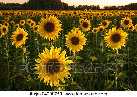 Field of Sunflowers (Helianthus annuus) in the evening light, Brandenburg, Germany, Europe View Large Photo Image Stock Image - Field of Sunflowers (Helianthus annuus) in the evening light, Brandenburg, Germany, Europe. Fotosearch
