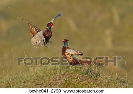 Fighting male pheasants (Phasianus colchicus), Texel, The Netherlands, Europe View Large Photo Image Stock Image - Fighting male pheasants (Phasianus colchicus), Texel, The Netherlands, Europe. Fotosearch