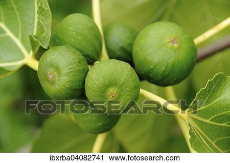 Figs on the branch, fig tree (Ficus), North Rhine-Westphalia, Germany, Europe View Large Photo Image Stock Image - Figs on the branch, fig tree (Ficus), North Rhine-Westphalia, Germany, Europe. Fotosearch