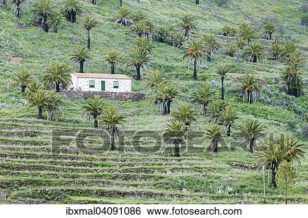 Finca and palm trees, terraced fields, near Alajero, La Gomera, Canary Islands, Spain, Europe View Large Photo Image Stock Photograph - Finca and palm trees, terraced fields, near Alajero, La Gomera, Canary Islands, Spain, Europe. Fotosearch