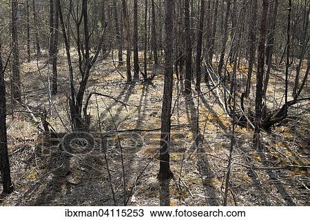Stock Image - Fire damage in the floodplain forest, Isar, Pupplinger Au, Geretsried, Upper Bavaria, Bavaria, Germany, Europe. Fotosearch