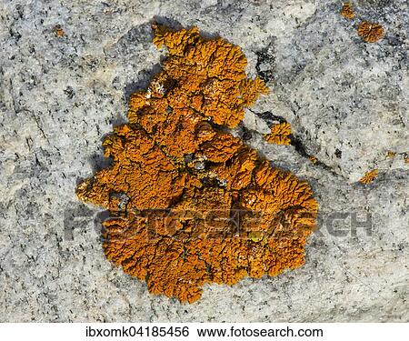 Stock Photograph - Firedot lichen (Caloplaca sp. ) on granite, Kejser Franz Joseph Fjord, Northeast Greenland National Park, Greenland, North America. Fotosearch