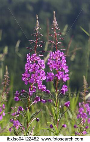 Stock Image - Fireweed (Epilobium angustifolium, Chamerion angustifolium), flowering, Thuringia, Germany, Europe. Fotosearch