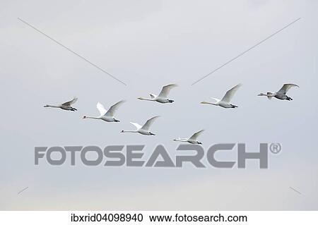 Five flying Whooper Swans (Cygnus cygnus) and two flying Mute Swans (Cygnus olor), Netherlands View Large Photo Image Stock Image - Five flying Whooper Swans (Cygnus cygnus) and two flying Mute Swans (Cygnus olor), Netherlands. Fotosearch