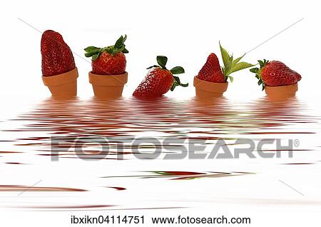 Stock Image - Five strawberries in small flowerpots in the water. Fotosearch