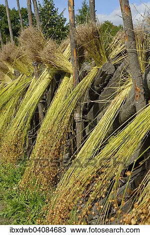 Flax sheaves are dried, flax processing, Common Flax or Linseed (Linum usitatissimum), open-air museum, Skansen, Stockholm, Sweden, Europe View Large Photo Image Stock Image - Flax sheaves are dried, flax processing, Common Flax or Linseed (Linum usitatissimum), open-air museum, Skansen, Stockholm, Sweden, Europe. Fotosearch