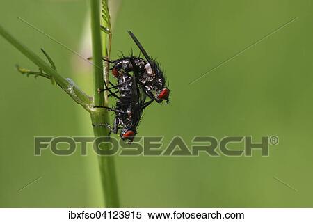 Stock Photography - Flies (Brachycera sp. ) mating, Germany, Europe. Fotosearch
