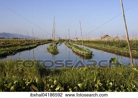 Floating gardens in Inle Lake, Shan State, Myanmar, Asia View Large Photo Image Stock Image - Floating gardens in Inle Lake, Shan State, Myanmar, Asia. Fotosearch
