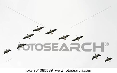 Flock of Greylag Geese (Anser anser) flying in V-formation, Sweden, Europe View Large Photo Image Stock Photo - Flock of Greylag Geese (Anser anser) flying in V-formation, Sweden, Europe. Fotosearch