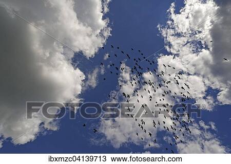 Stock Image - Flock of homing pigeons against cloudy sky, Bavaria, Germany, Europe. Fotosearch