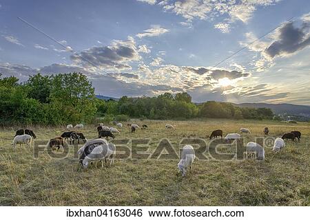 Flock of sheep, Eichkogel, Modling, Lower Austria, Austria, Europe View Large Photo Image Stock Photograph - Flock of sheep, Eichkogel, Modling, Lower Austria, Austria, Europe. Fotosearch