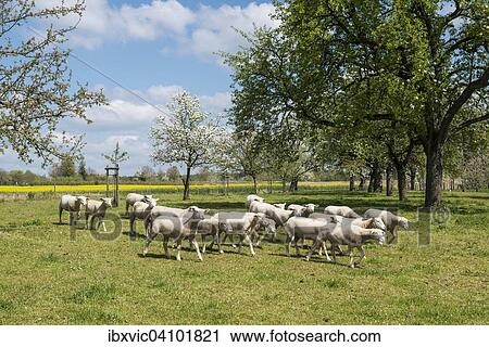 Flock of sheep in an orchard in spring, Uldingen-Muhlhofen, Lake Constance region, Baden-Wurttemberg, Germany, Europe View Large Photo Image Stock Image - Flock of sheep in an orchard in spring, Uldingen-Muhlhofen, Lake Constance region, Baden-Wurttemberg, Germany, Europe. Fotosearch