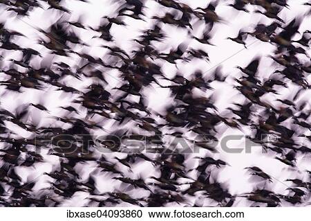 Flock of White-faced Whistling Ducks (Dendrocygna viduata) taking flight in early morning, Djoudj National Park, Senegal, Africa View Large Photo Image Stock Image - Flock of White-faced Whistling Ducks (Dendrocygna viduata) taking flight in early morning, Djoudj National Park, Senegal, Africa. Fotosearch