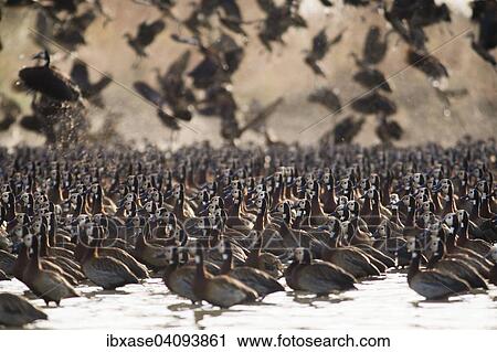 Stock Image - Flock of White-faced Whistling Ducks (Dendrocygna viduata), Djoudj National Park, Senegal, Africa. Fotosearch
