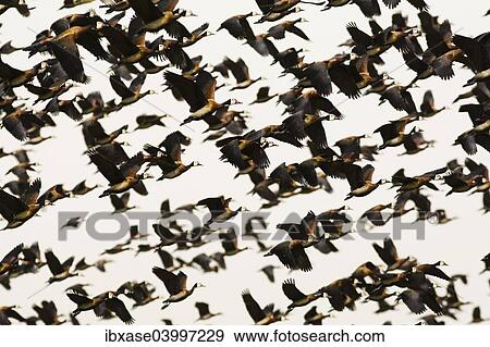Stock Photo - Flock of White-faced Whistling Ducks (Dendrocygna viduata) taking flight, Djoudj National Park, Senegal, Africa. Fotosearch