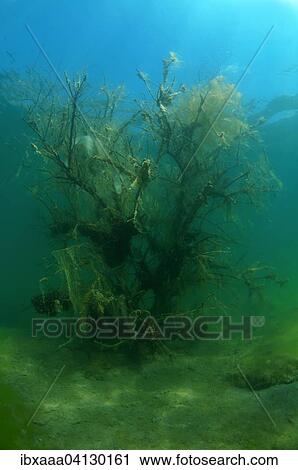 Flooded trees covered with green algae, underwater, granite quarry Aleksandrovski, Mykolaiv region, Ukraine, Europe View Large Photo Image Stock Image - Flooded trees covered with green algae, underwater, granite quarry Aleksandrovski, Mykolaiv region, Ukraine, Europe. Fotosearch