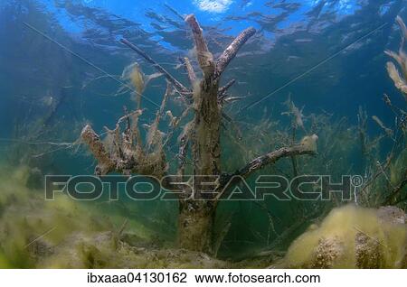Flooded trees covered with green algae, underwater, granite quarry Aleksandrovski, Mykolaiv region, Ukraine, Europe View Large Photo Image Stock Image - Flooded trees covered with green algae, underwater, granite quarry Aleksandrovski, Mykolaiv region, Ukraine, Europe. Fotosearch