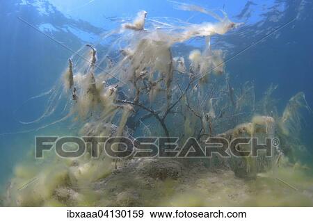 Flooded trees covered with green algae, underwater, granite quarry Aleksandrovski, Mykolaiv region, Ukraine, Europe View Large Photo Image Stock Photo - Flooded trees covered with green algae, underwater, granite quarry Aleksandrovski, Mykolaiv region, Ukraine, Europe. Fotosearch