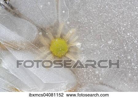 Flower in ice View Large Photo Image Stock Image - Flower in ice. Fotosearch
