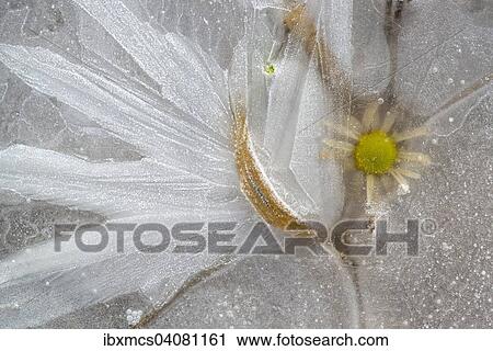 Stock Image - Flower in ice. Fotosearch