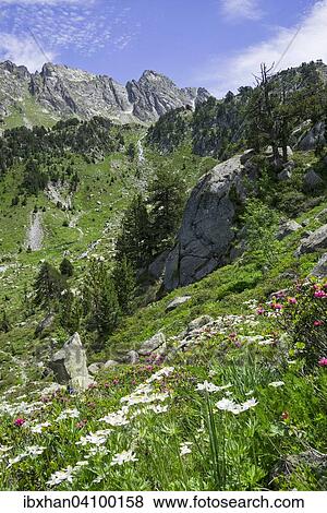Flower meadow, Refugi dera Restanca, La Val d'Aran, Catalonia, Spain, Europe View Large Photo Image Stock Photo - Flower meadow, Refugi dera Restanca, La Val d'Aran, Catalonia, Spain, Europe. Fotosearch