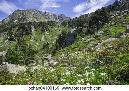 Flower meadow, Refugi dera Restanca, La Val d'Aran, Catalonia, Spain, Europe View Large Photo Image Stock Photo - Flower meadow, Refugi dera Restanca, La Val d'Aran, Catalonia, Spain, Europe. Fotosearch