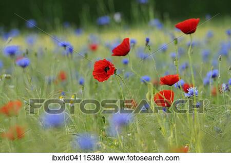 Flower meadow with Common Poppies (Papaver rhoeas) and Cornflowers (Centaurea cyanus), North Rhine-Westphalia, Germany, Europe View Large Photo Image Stock Image - Flower meadow with Common Poppies (Papaver rhoeas) and Cornflowers (Centaurea cyanus), North Rhine-Westphalia, Germany, Europe. Fotosearch