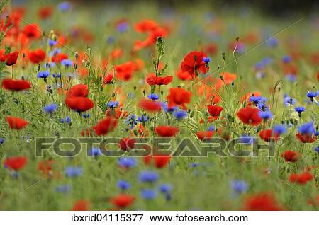 Flower meadow with Common Poppies (Papaver rhoeas) and Cornflowers (Centaurea cyanus), North Rhine-Westphalia, Germany, Europe View Large Photo Image Stock Photo - Flower meadow with Common Poppies (Papaver rhoeas) and Cornflowers (Centaurea cyanus), North Rhine-Westphalia, Germany, Europe. Fotosearch