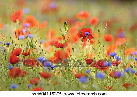Flower meadow with Common Poppies (Papaver rhoeas) and Cornflowers (Centaurea cyanus), North Rhine-Westphalia, Germany, Europe View Large Photo Image Stock Photography - Flower meadow with Common Poppies (Papaver rhoeas) and Cornflowers (Centaurea cyanus), North Rhine-Westphalia, Germany, Europe. Fotosearch