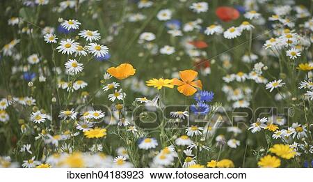 Stock Image - Flower meadow with Scentless Chamomiles (Tripleurospermum maritimum ssp. inodorus), Cornflowers (Centaurea cyanus) and Corn Marigolds (Chrysanthemum segetum), Emsland, Lower Saxony, Germany, Europe. Fotosearch